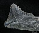 Bizarre Edestus Shark Tooth/Jaw - Carboniferous #2406-3